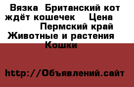Вязка. Британский кот ждёт кошечек  › Цена ­ 2 000 - Пермский край Животные и растения » Кошки   
